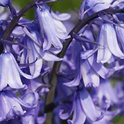 wild bluebell - cologne