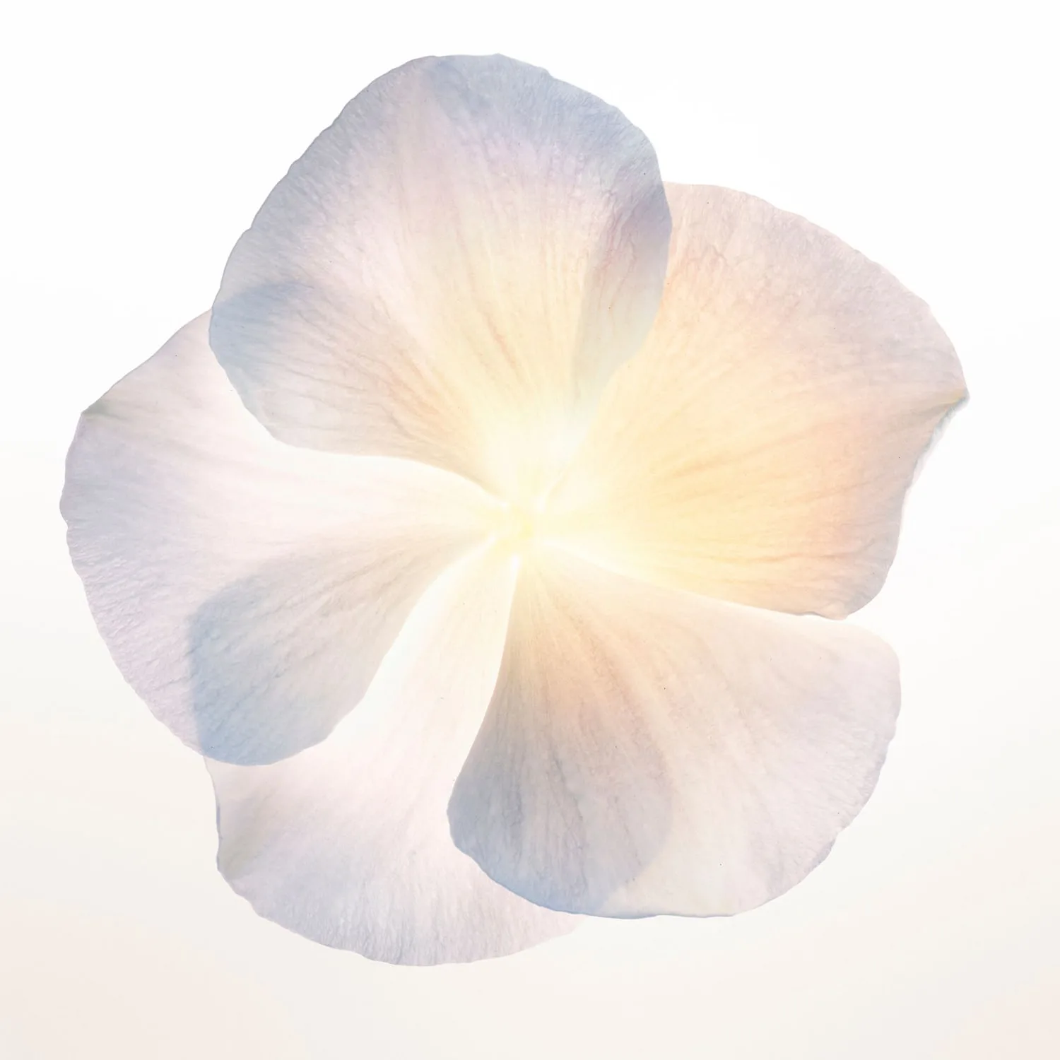 narciso poudrée - eau de parfum