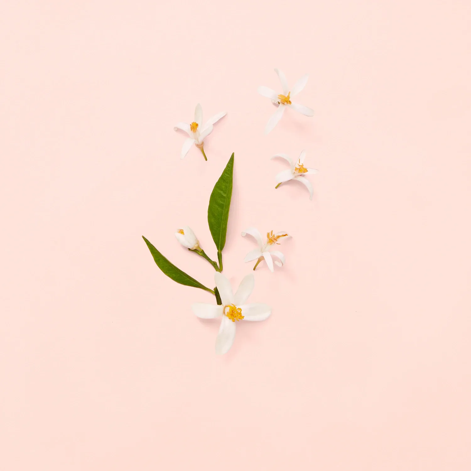 gucci bloom - eau de toilette