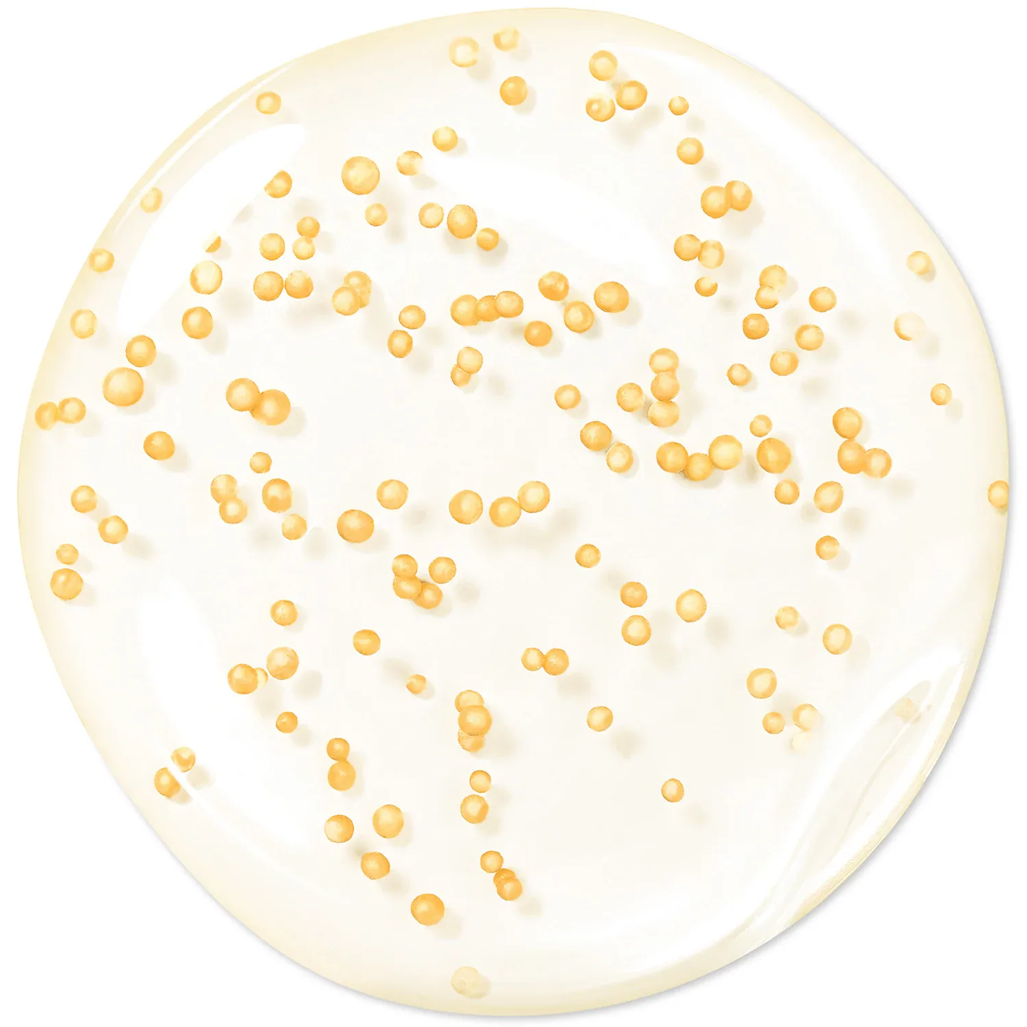 abeille royale youth watery oil - serum