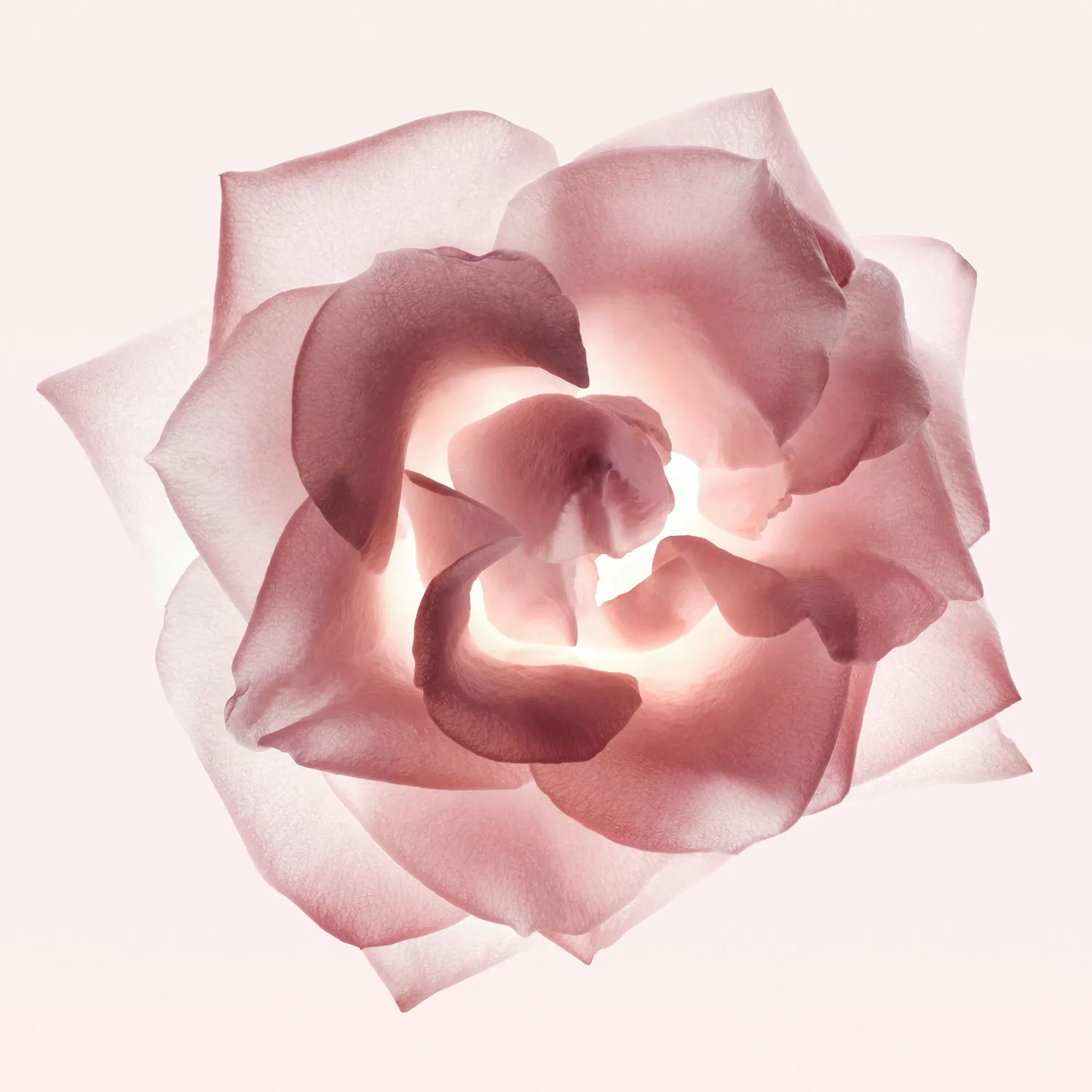 narciso cristal - eau de parfum